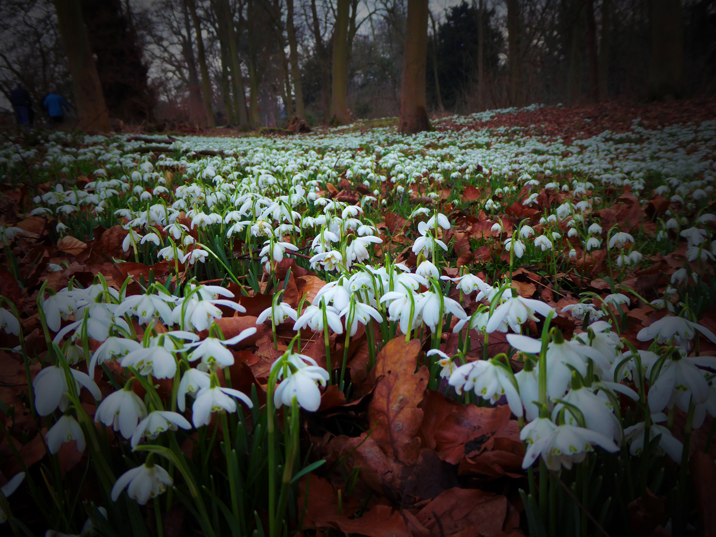 Snowdrops